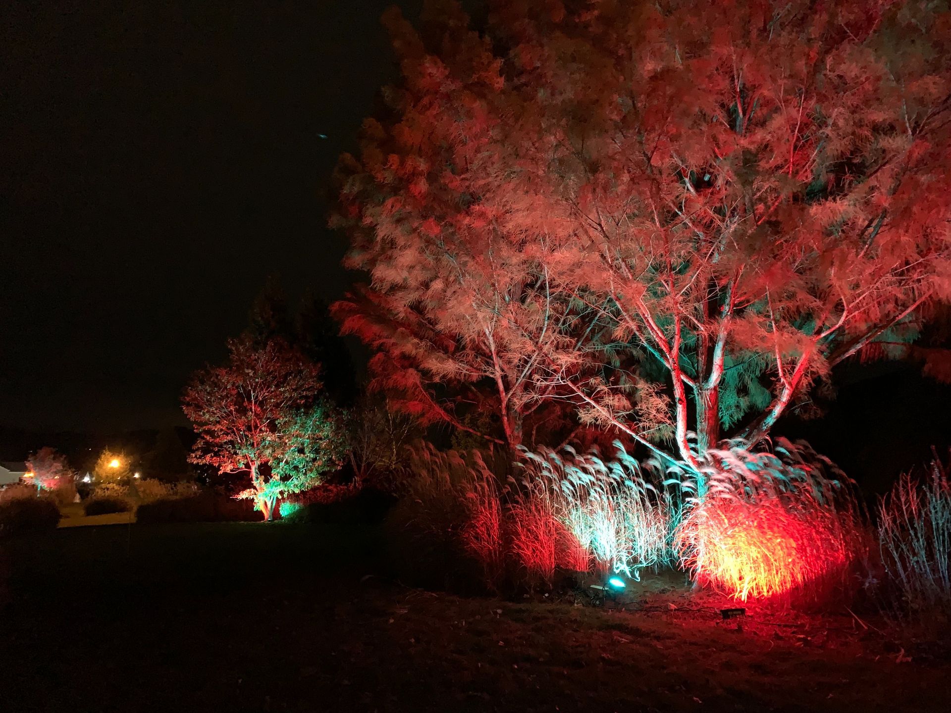 Trees lit with red and green lights at night beside a dark path
