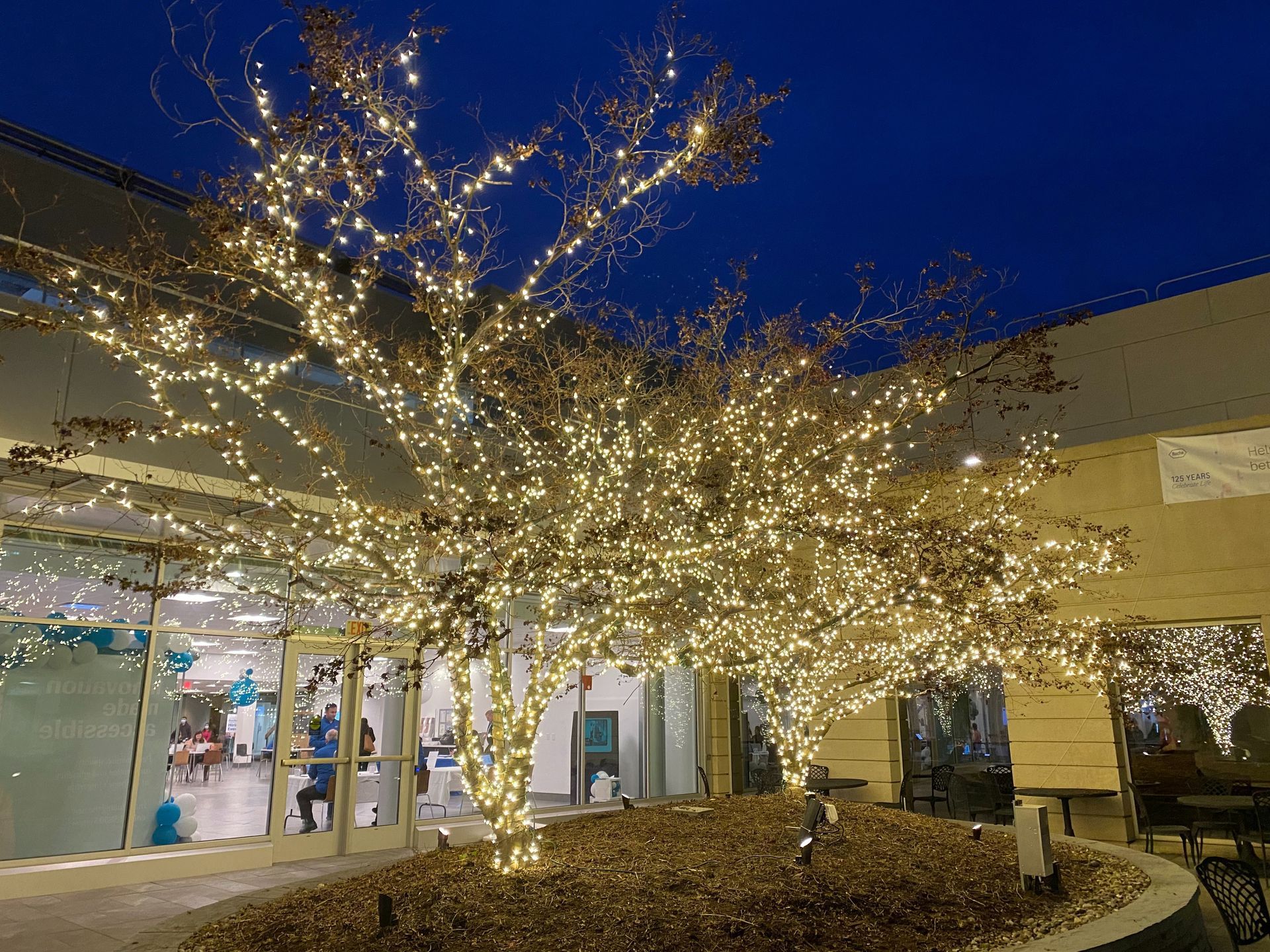 Courtyard trees wrapped in warm white lights outside a building at night