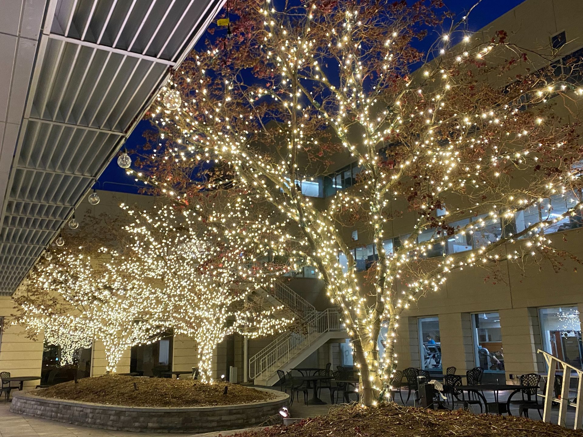 Lit tree lined courtyard at dusk with warm white lights and building windows glowing in the background