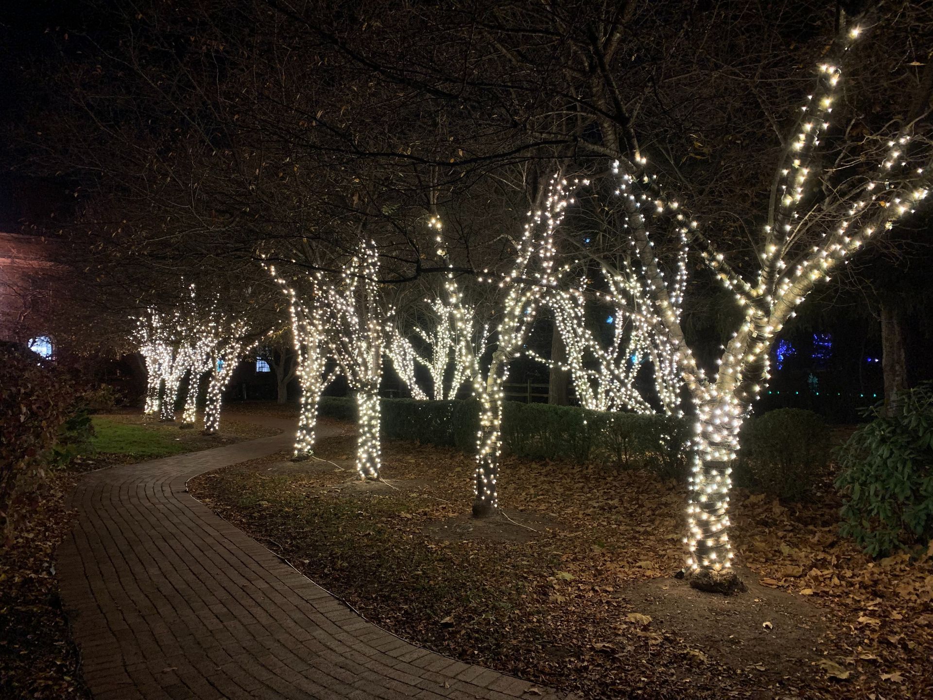 Tree trunks wrapped in white lights along a curved path at night