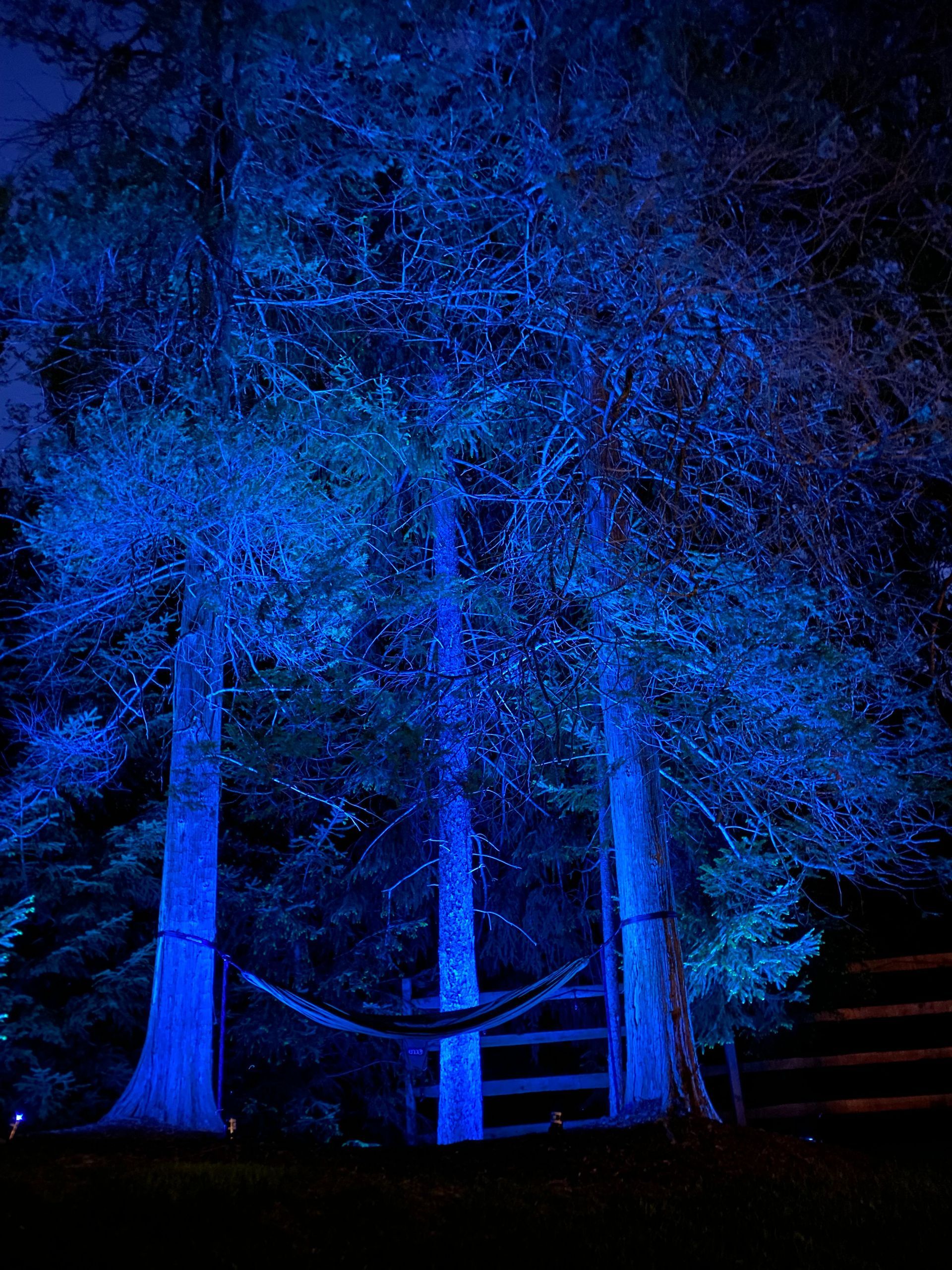 Tall trees lit in blue at night, with a wooden gate and fence in a forest clearing
