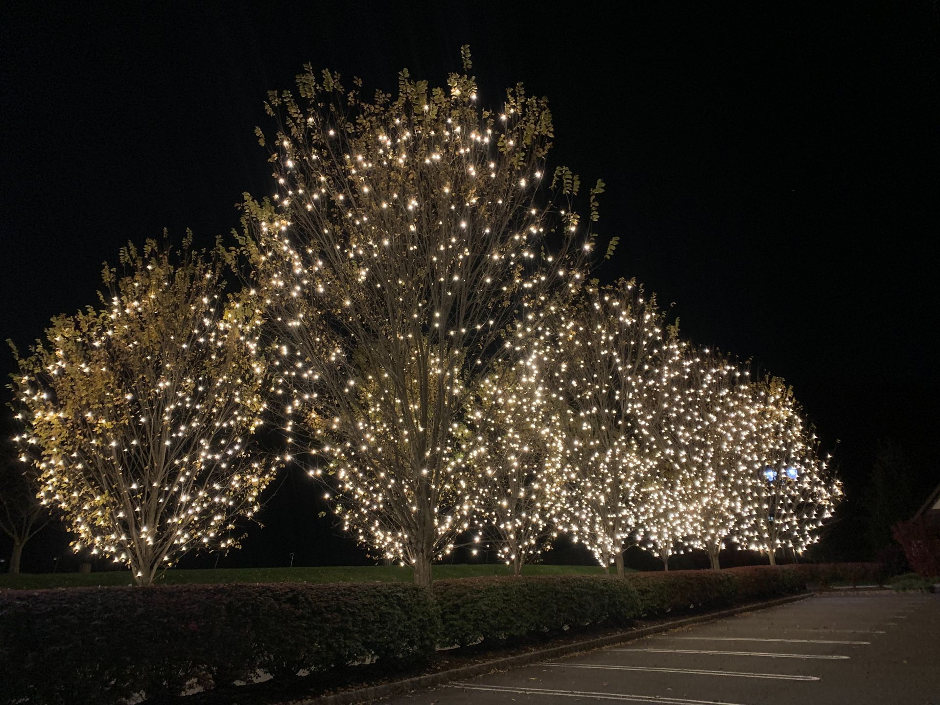 Trees wrapped in warm white holiday lights along a dark roadside at night