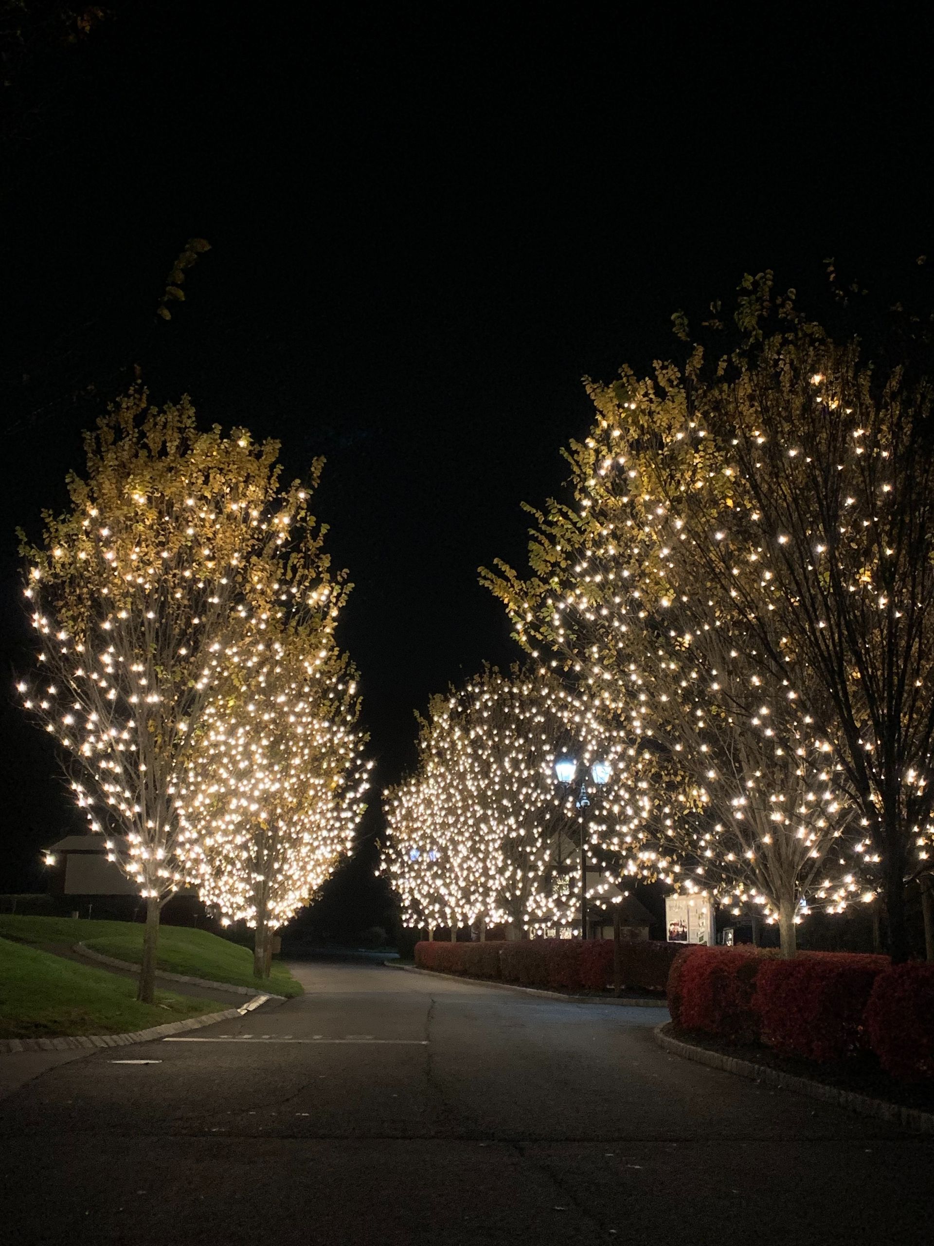 Nighttime path lined with trees wrapped in warm white holiday lights
