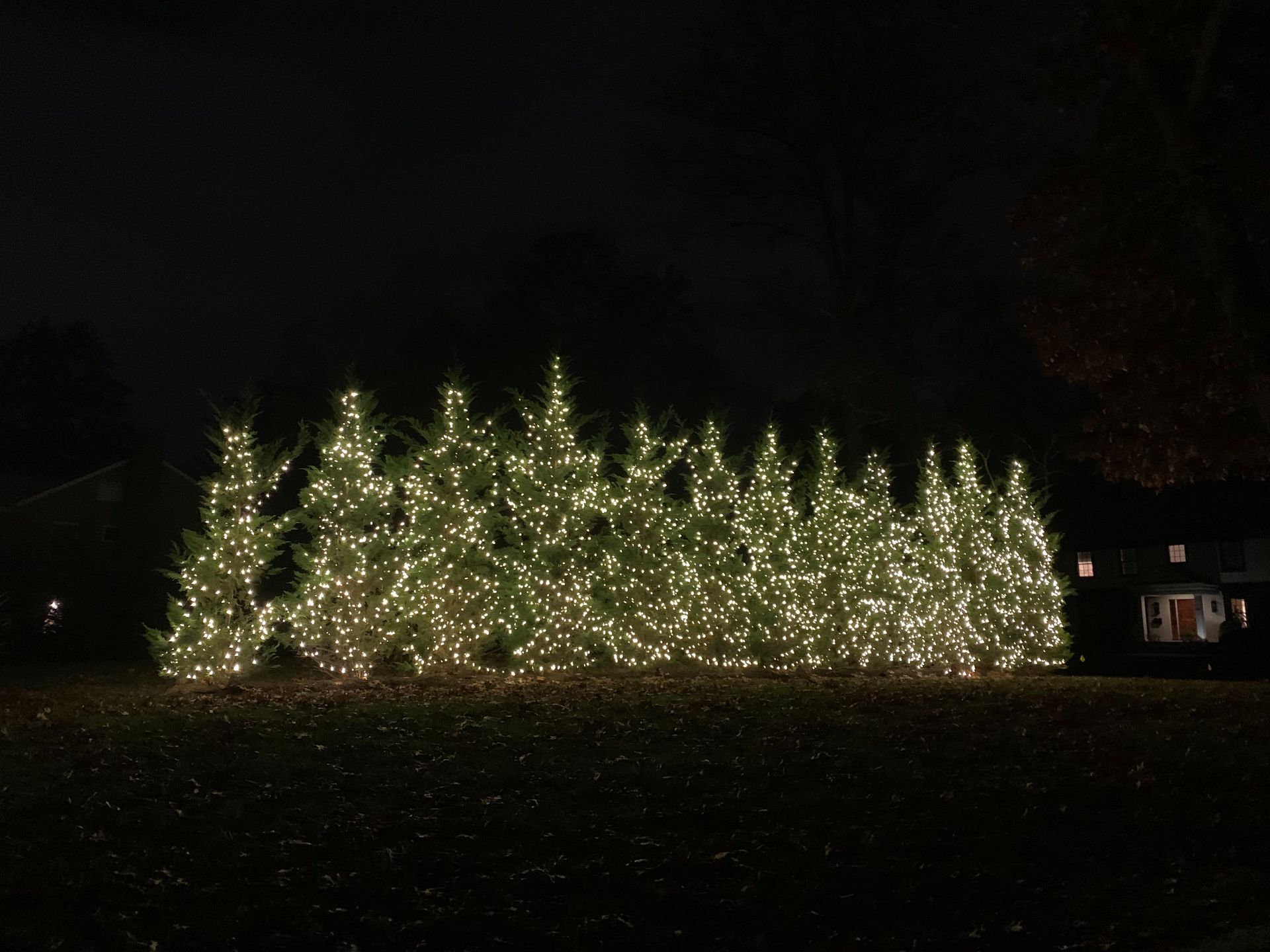 Row of small evergreen trees covered in warm white holiday lights at night