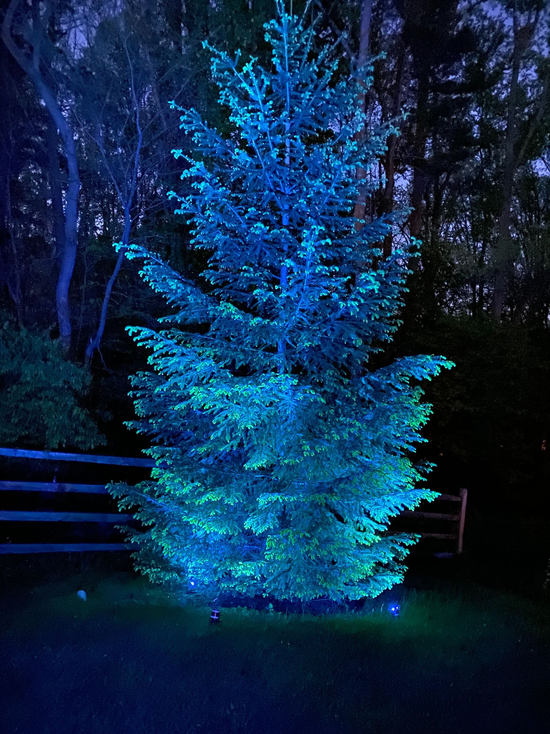 Blue-lit evergreen tree glowing at night in a dark yard with faint fence and woods in the background