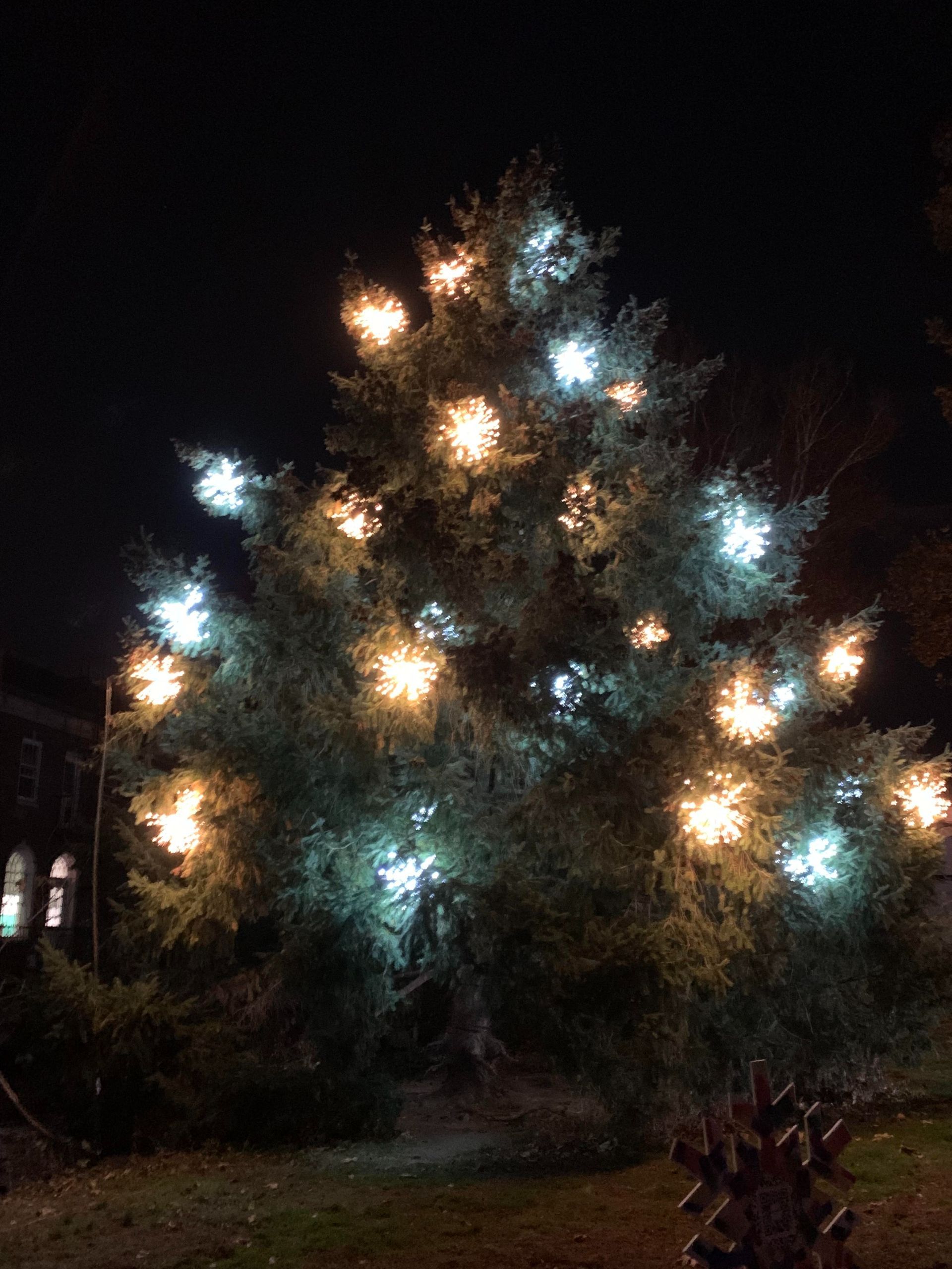 Brightly lit tree at night with glowing white and warm lights against a dark background