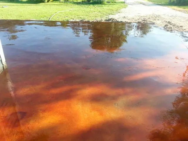 Orange-tinted puddle reflecting trees and sky on a grassy lawn