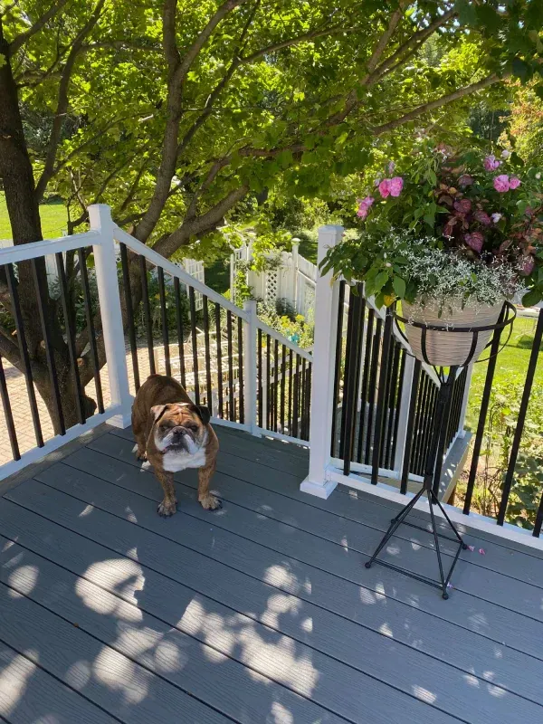 A bulldog is standing on a deck next to a potted plant.
