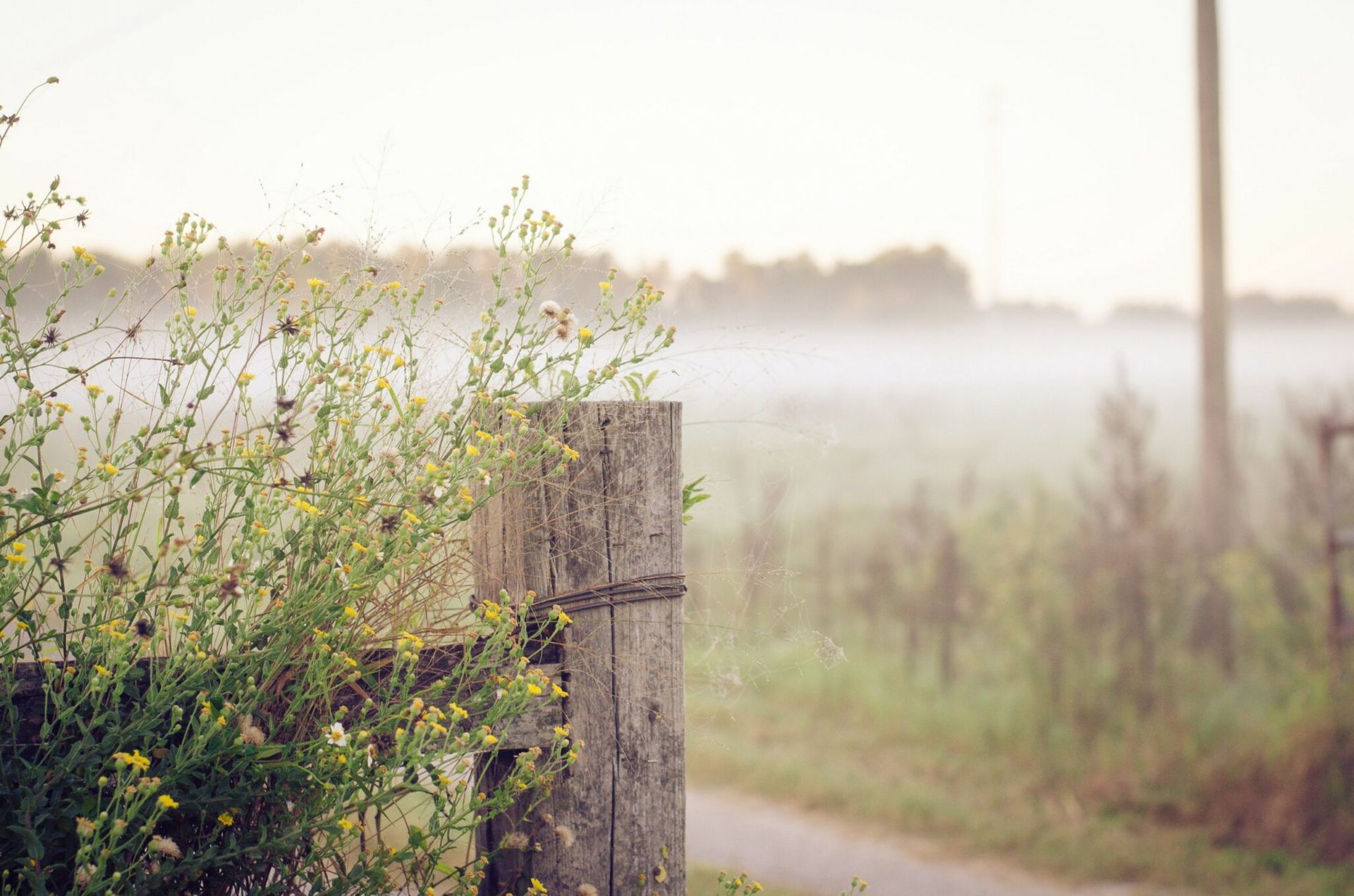 A wooden fence post surrounded by flowers on a foggy day.
