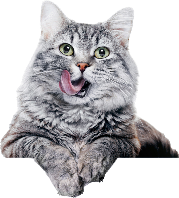 Fluffy gray cat licking its lips, looking toward the viewer with green eyes.