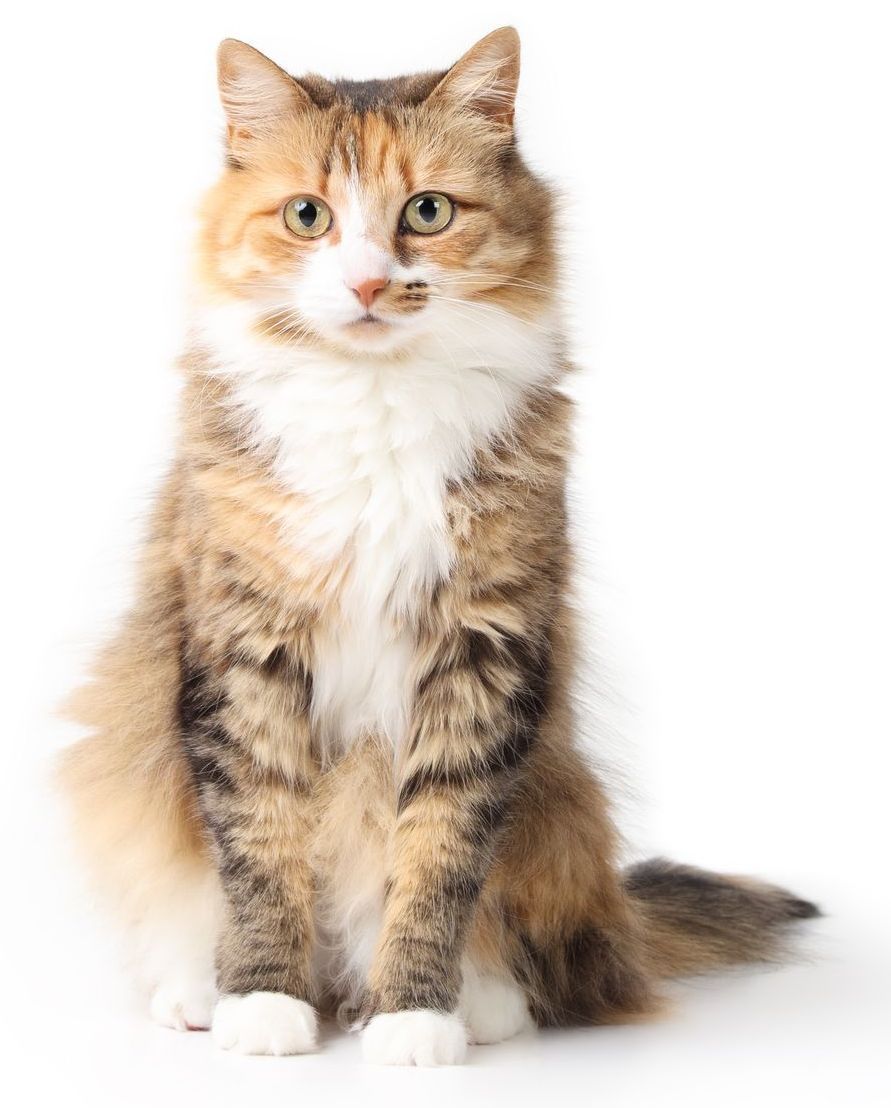 Fluffy calico cat with white chest and paws, sitting, looking forward.