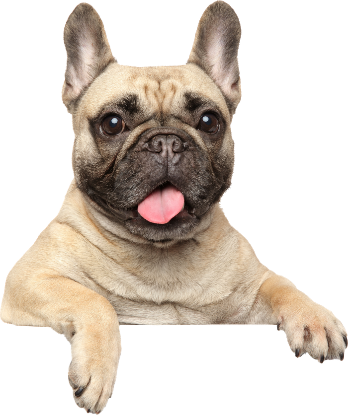 French bulldog with tan fur, paws resting, tongue out.