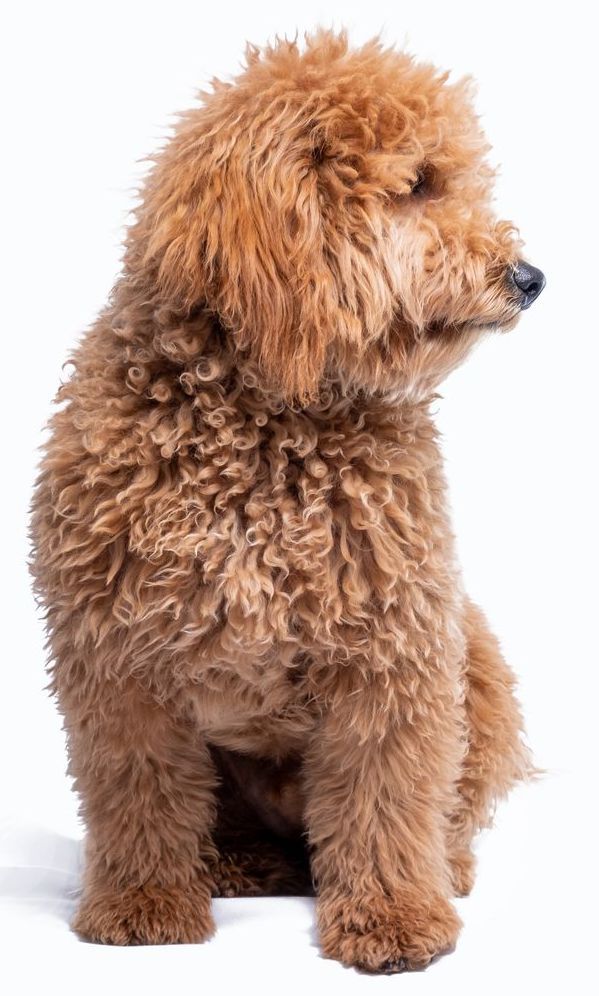 Golden-brown poodle sitting and looking to the side, white background.