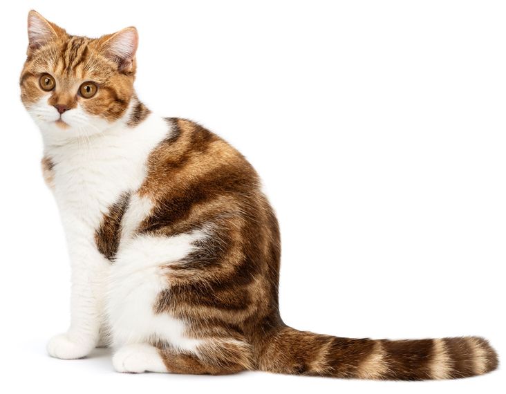 Brown and white British Shorthair cat sitting, looking at the viewer.