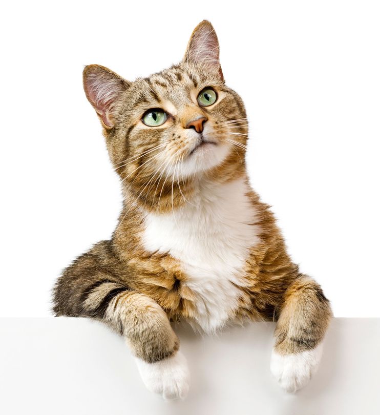 Tabby cat with green eyes, peeking over a white surface, looking upwards.