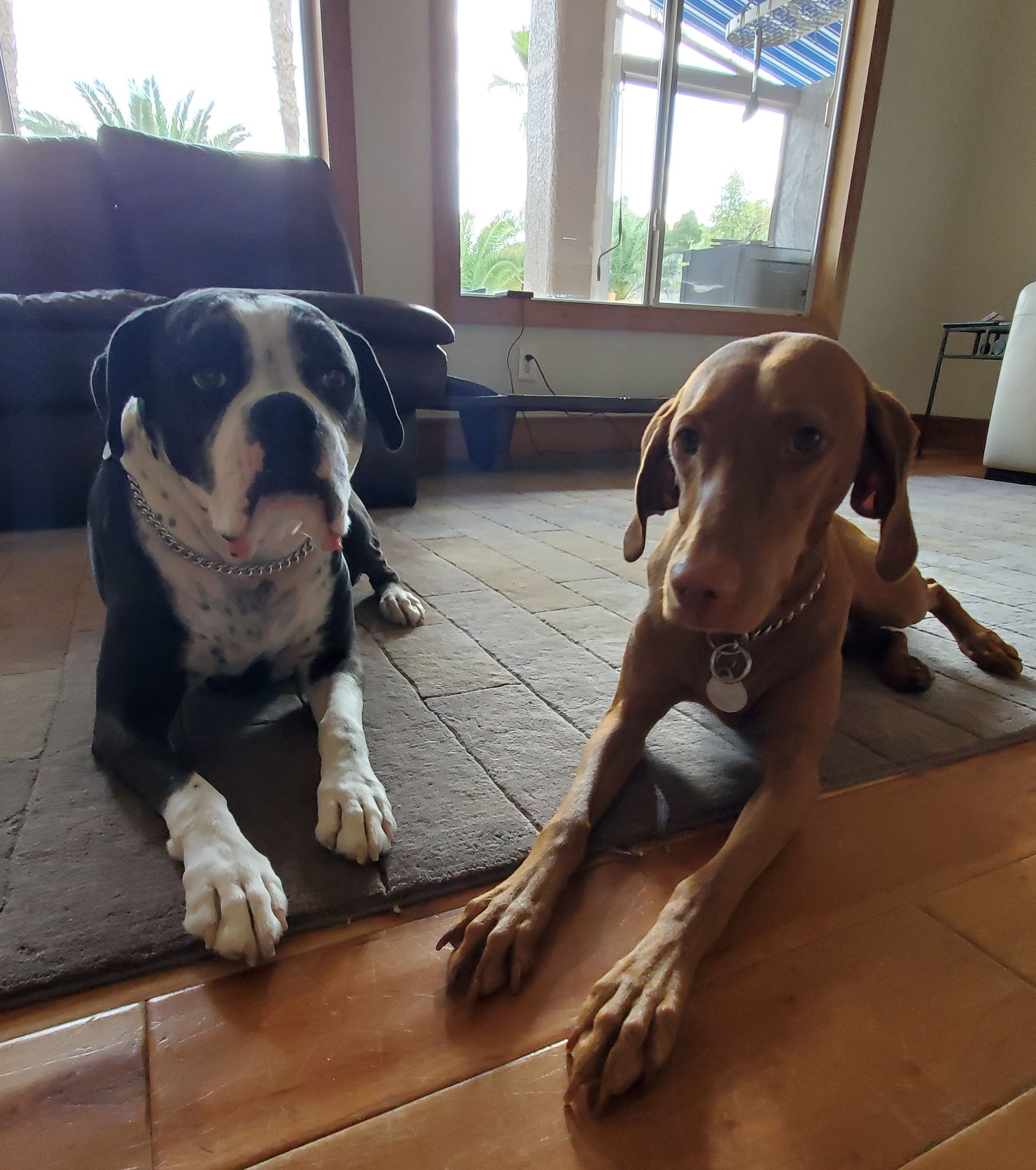 Two dogs, one black and white, one brown, lying on a rug indoors, looking at the camera.