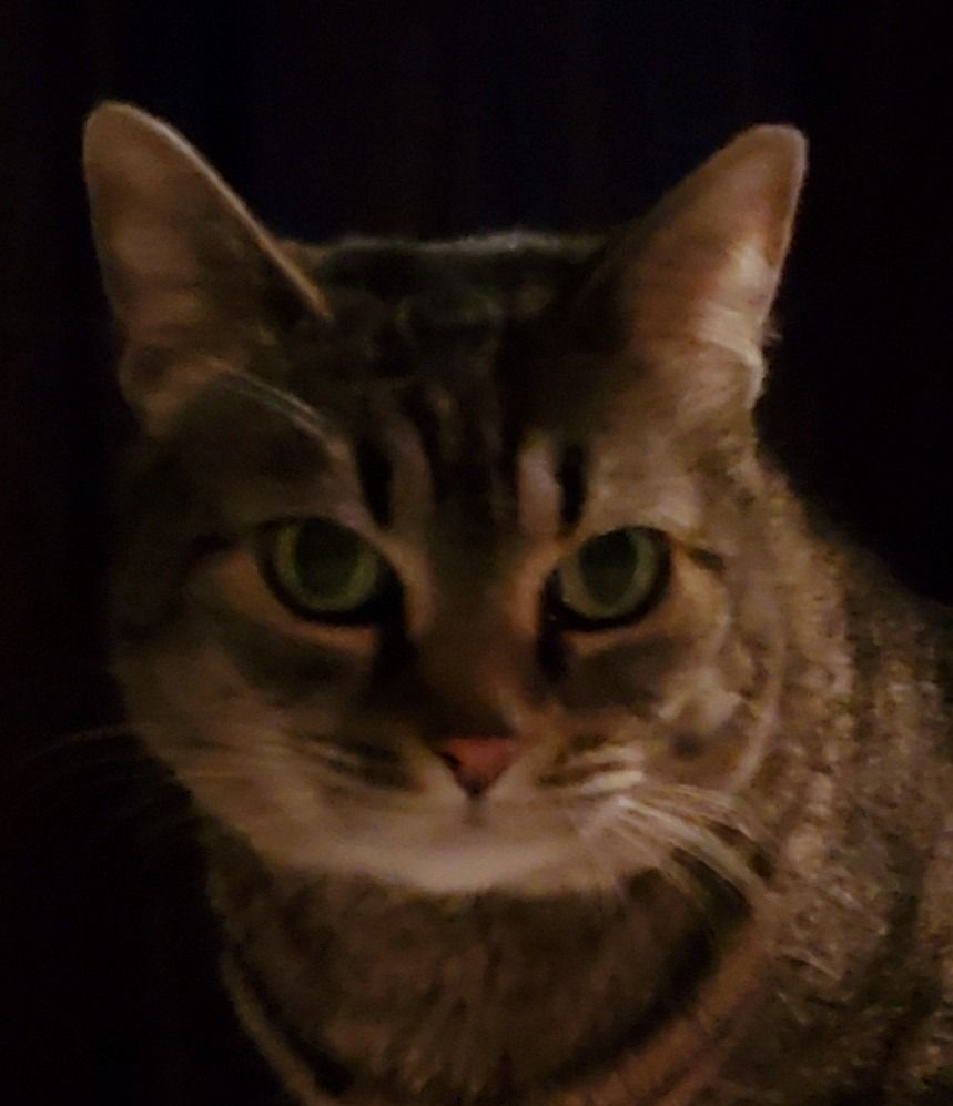 Close-up of a tabby cat with green eyes, looking forward with a neutral expression against a dark background.