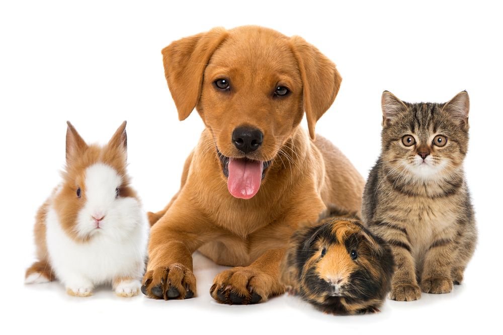 Dog, cat, guinea pig, and rabbit together, smiling. Brown and white fur, light background.
