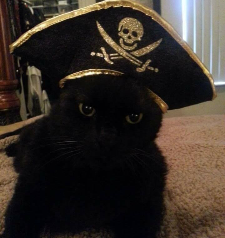 Black cat wearing a pirate hat with skull and crossbones, looking directly at the viewer.