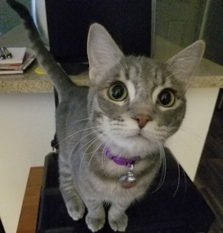 Gray tabby cat with large eyes, wearing a purple collar with bell, sitting on a chair, looking up.