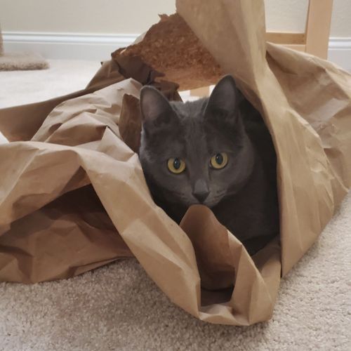 Gray cat peeking out of a crumpled brown paper bag; yellow eyes, beige carpet.