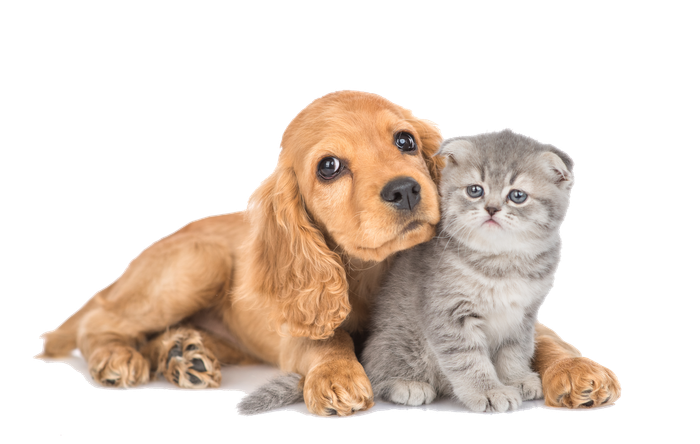 Golden Cocker Spaniel and gray Scottish Fold kitten cuddling; white background.