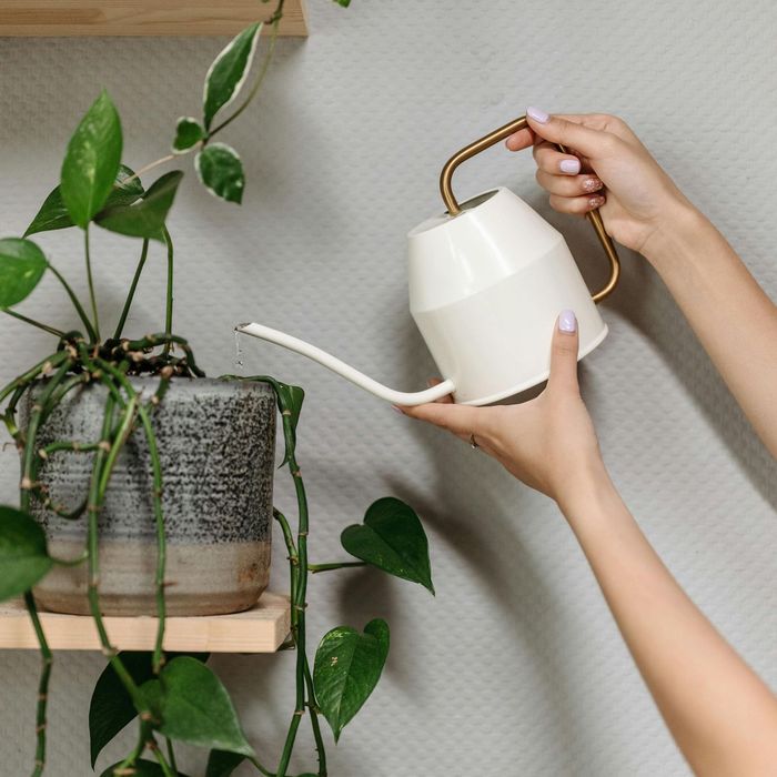 Woman waters a potted plant with a white watering can on a shelf.