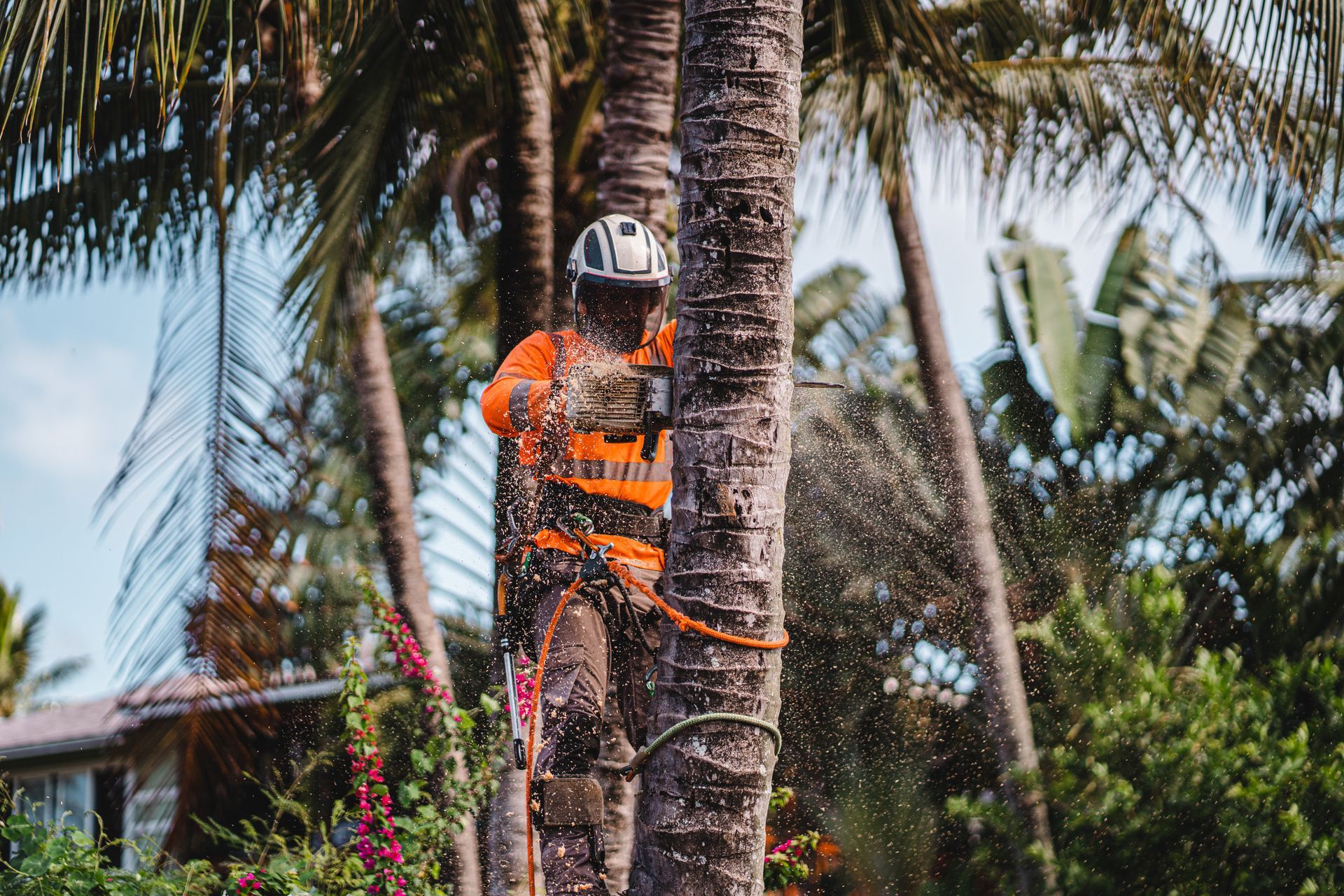 Tree branch over brown shingle roof against a blue sky. Arborist in orange shirt and helmet uses chainsaw on palm tree, with sawdust and lush green foliage in background.