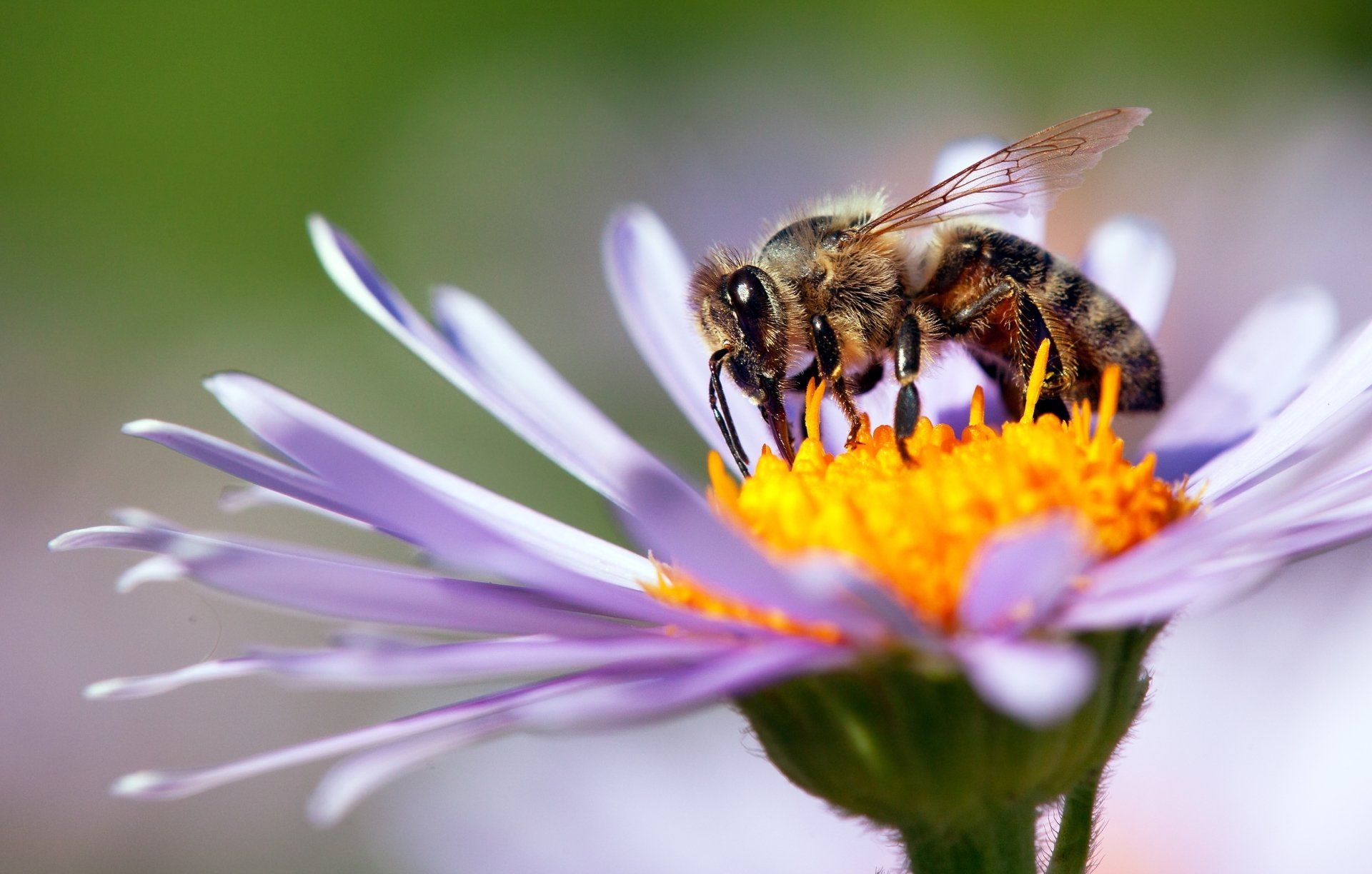 marketing, media, branding, website, seo, marketing campaign, bee media