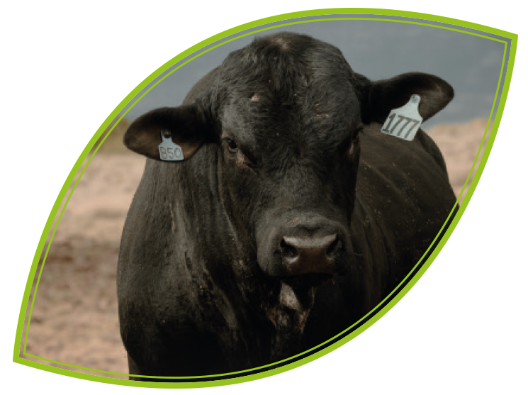 Beef Cattle