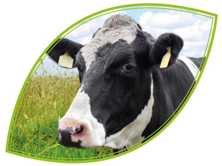 Dairy Cow