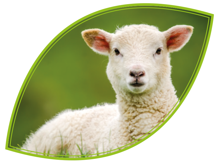 Lamb