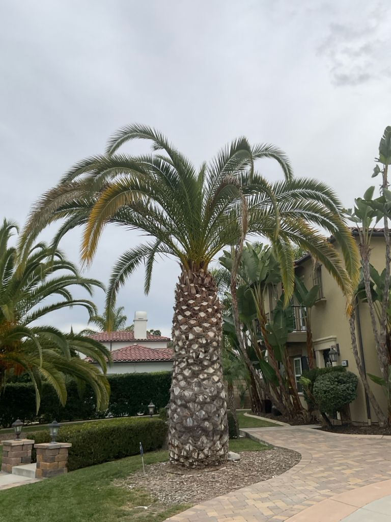 South American palm weevil damage on palm tree