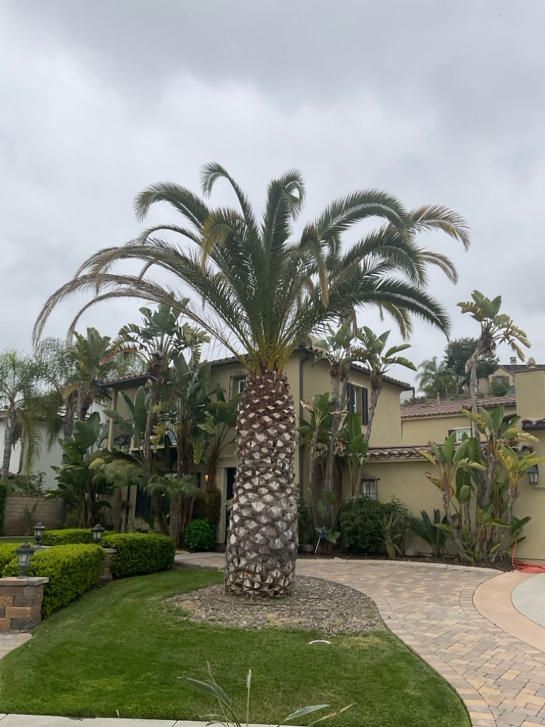 South American palm weevil damage on palm tree
