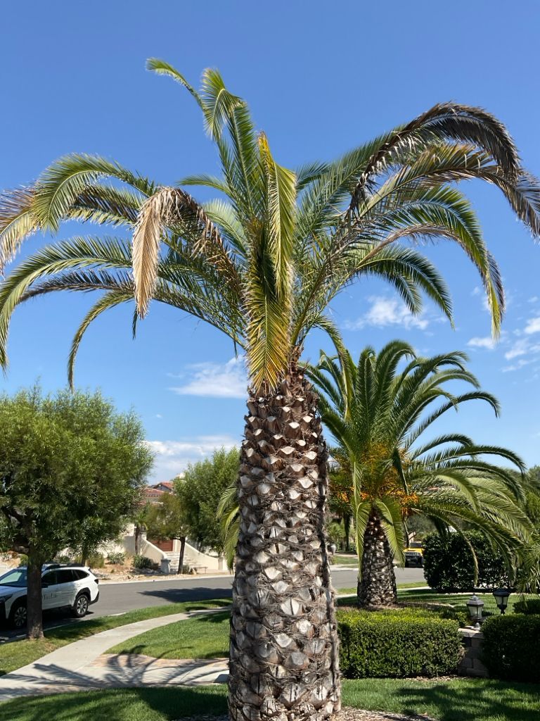 South American palm weevil damage on palm tree