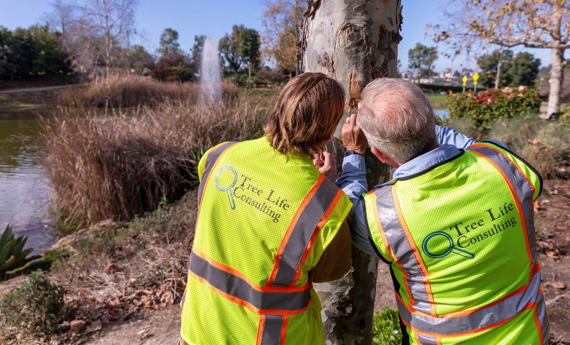 Certified arborist treating diseased tree