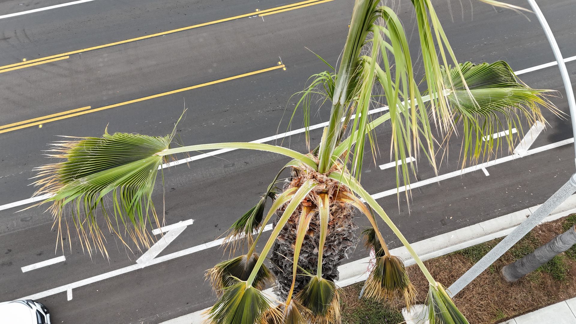 Palm tree with drooping fronds, set against a road with lane markings.