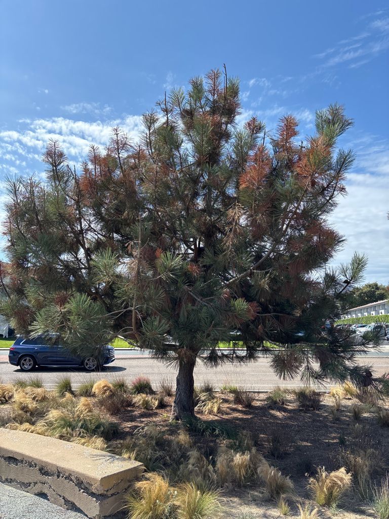 Palo verde tree after arborist care