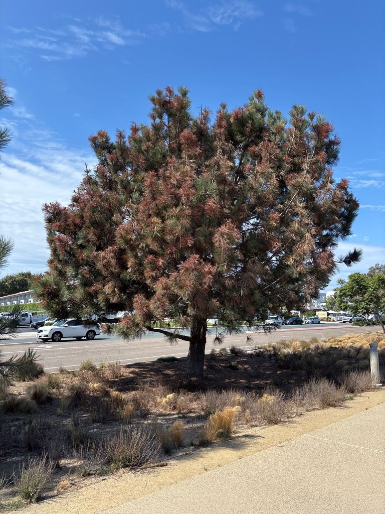 Palo verde tree after arborist care