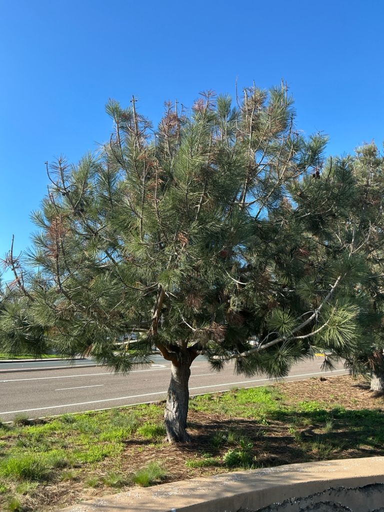Palo verde tree before restoration
