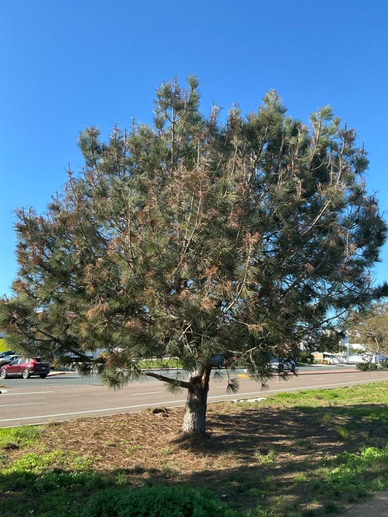 Palo verde tree before restoration
