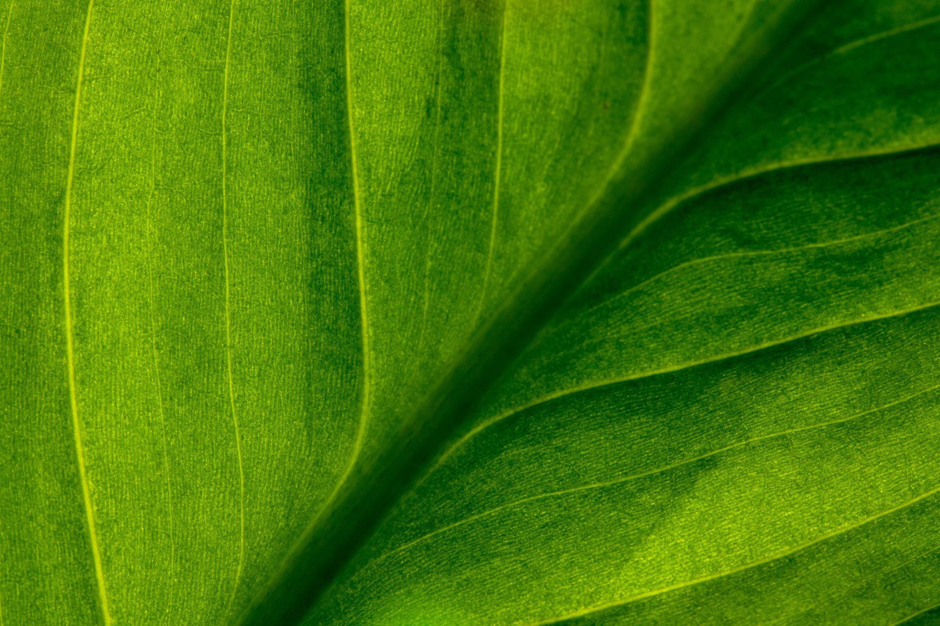 Green leaf texture for tree care resources