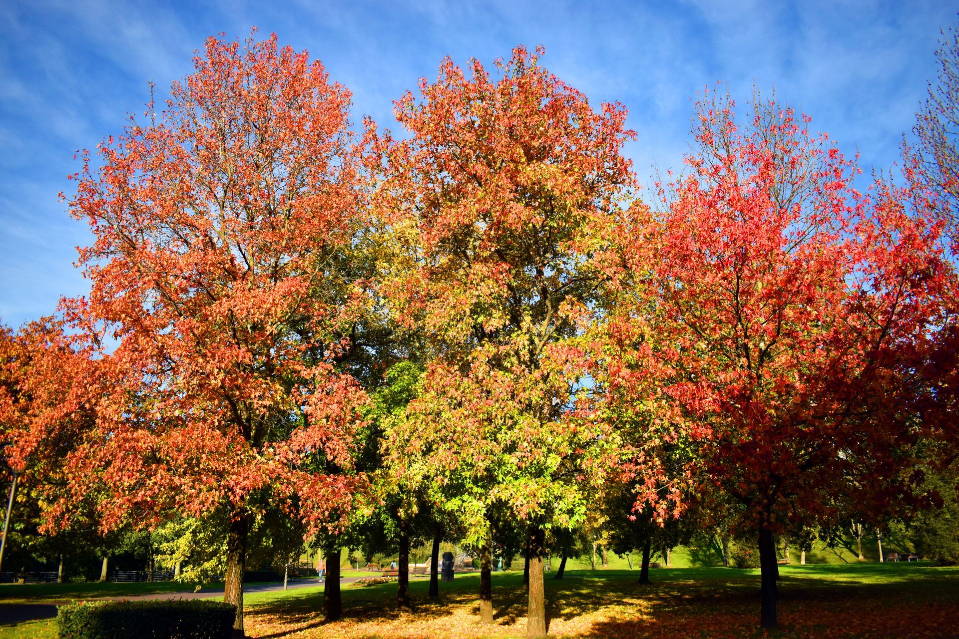 A row of deciduous trees with vibrant autumn foliage in shades of red, orange, and yellow under a bright blue sky.
