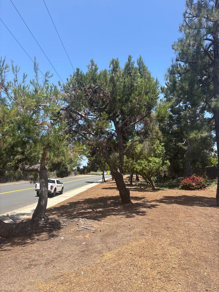 Pinus halepensis, after recovery from bark beetle in Southern Californi