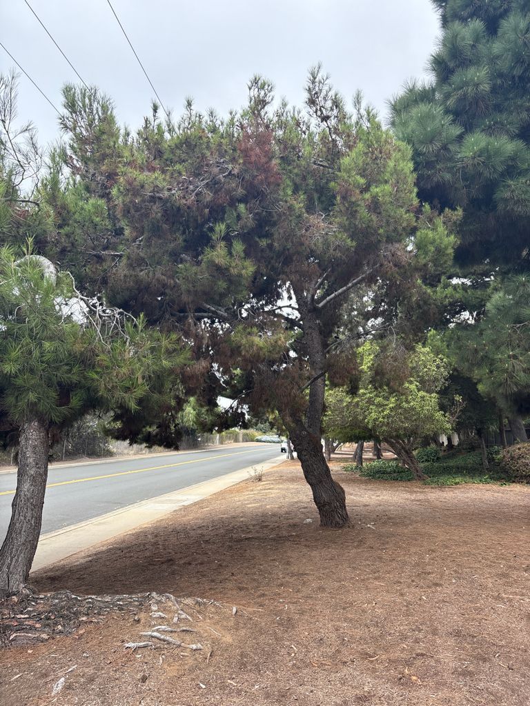 Pinus halepensis, before recovery from bark beetle in Southern California