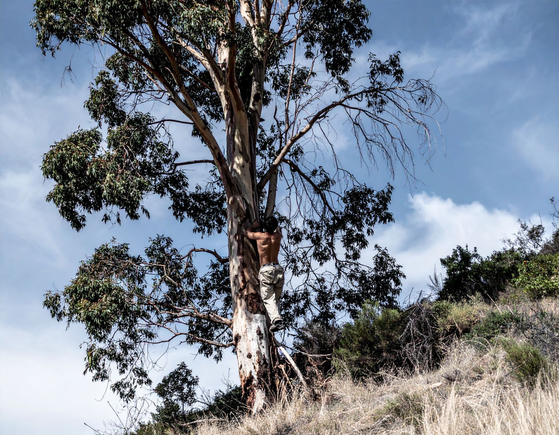 A shirtless person climbs a tall eucalyptus tree on a grassy hillside under a blue, cloudy sky.