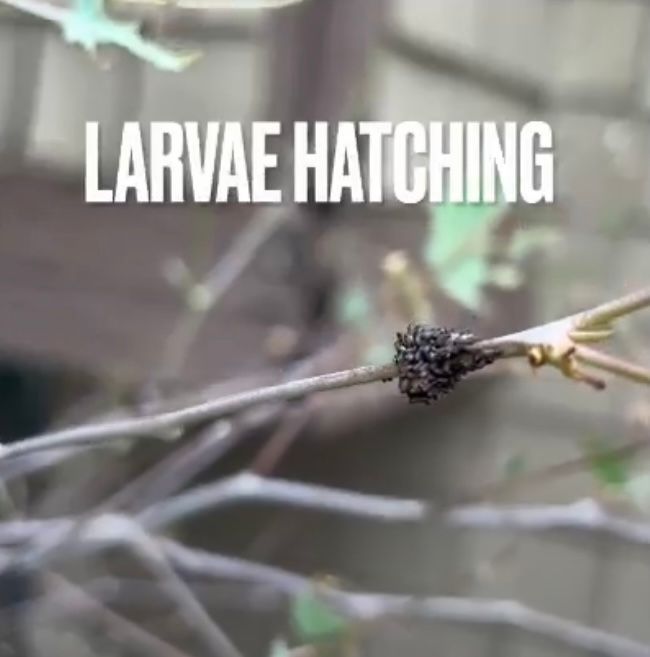 Fire blight disease affecting ornamental tree