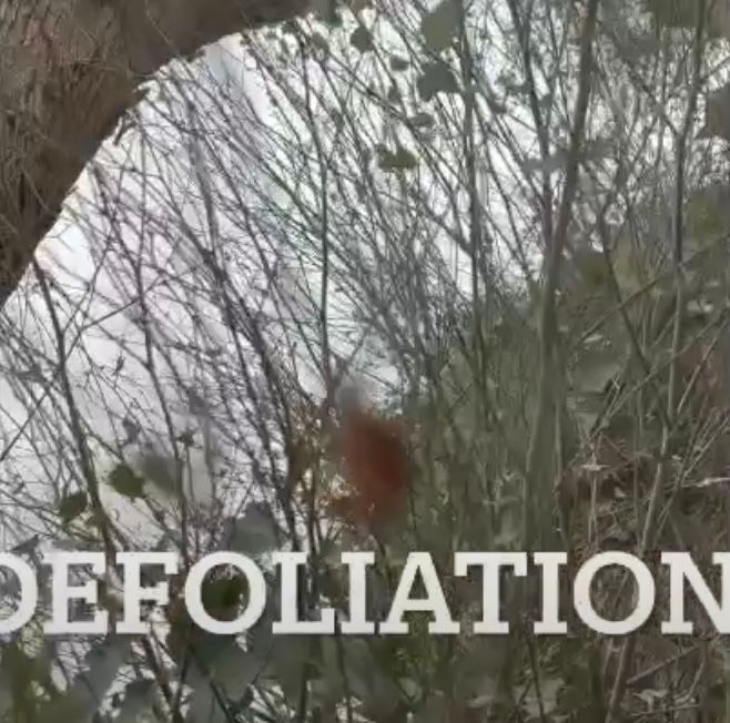 Fire blight disease affecting ornamental tree