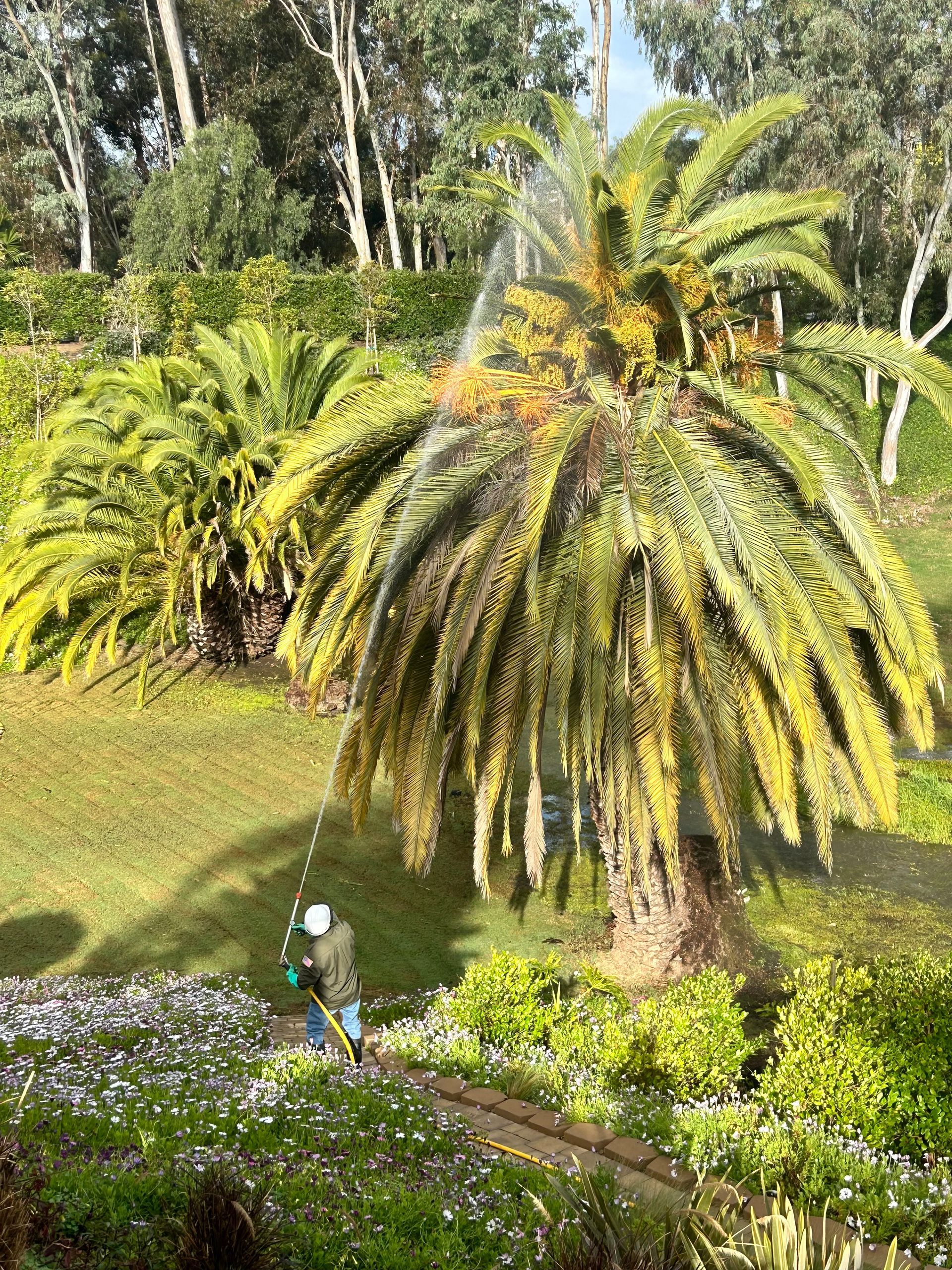Person sprays a palm tree with water, in a garden setting with green foliage.