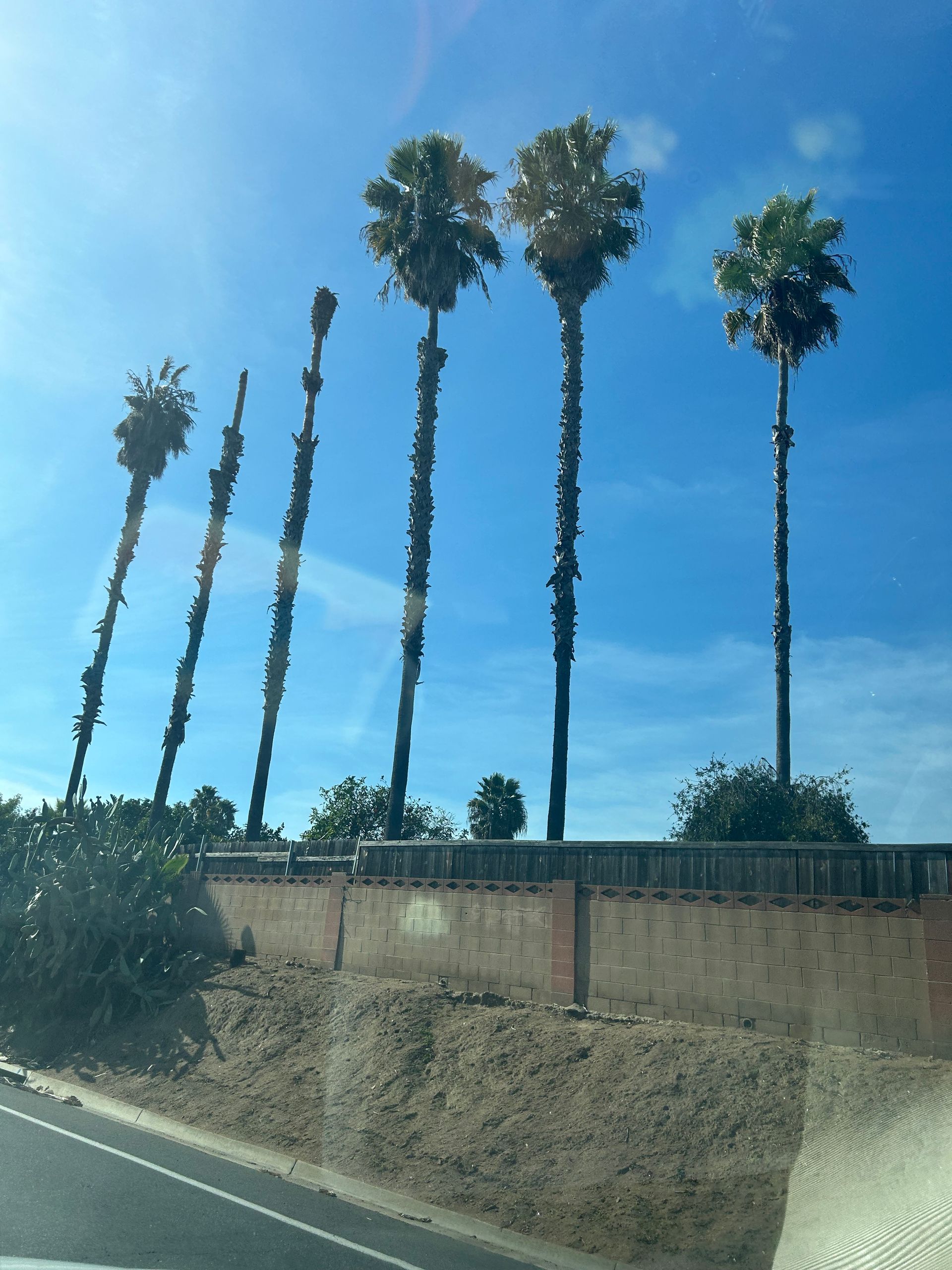Palm trees against a blue sky, standing on a raised earth and concrete wall.